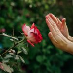 A pair of hands gently pushing away a thorny rose, symbolizing the act of distancing oneself from harmful relationships